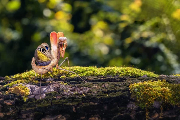 Macro Portret Mantis Peacock Precupulatoire Peacock Mantis Thailand Azië Ruimte — Stockfoto