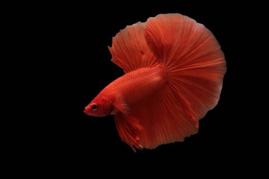 Siyam dövüşen balıkları siyah arka planda izole edilmiş. Siyah izole. Metin için boşluk.