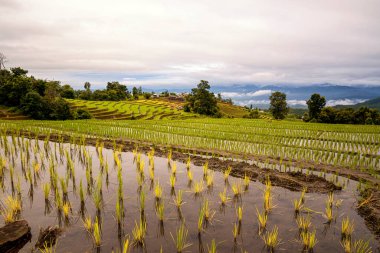 Chiang Mai 'deki Rice Terasları çok güzel bir pirinç terası ve Tayland' ın turistik yeridir.. 