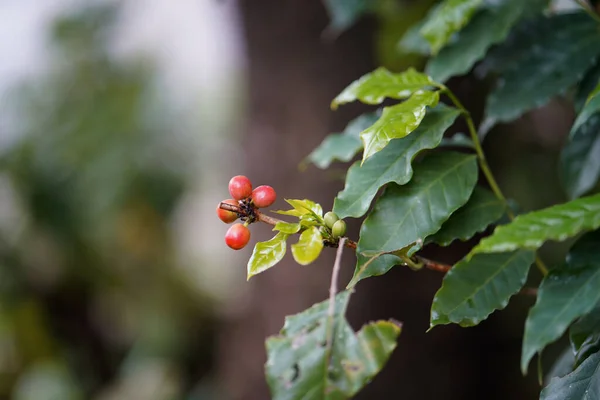 Les Grains Café Sont Une Plante Café Populaire Dans Nord — Photo