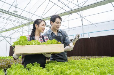 Akıllı çiftlikteki bitki yetiştirme hidrofonik yeşil sebze. Bahçıvanlar hidrofonik bahçelerindeki su kalitesini kontrol ediyorlar..