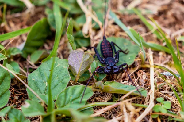 Thelyphonida Czyli Skorpion Czworonożny Owad Przypominający Skorpiona Jadem Śmiertelnym — Zdjęcie stockowe