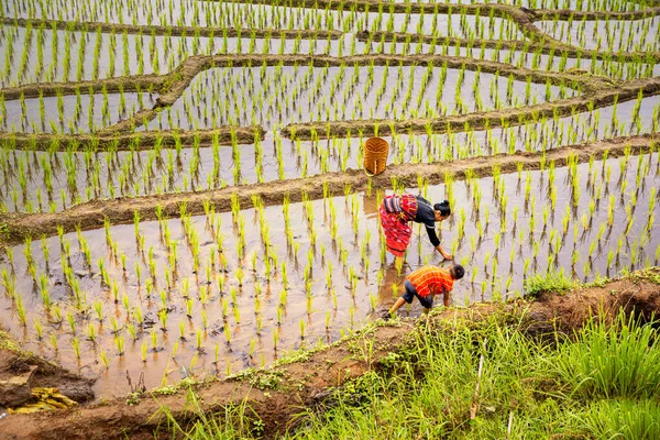 Familia Pakhayo Caminando Las Terrazas Arroz Los Agricultores Cultivan Arroz — Foto de Stock
