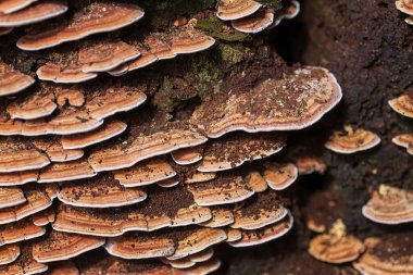 Mantar çiftliğinde ganoderma lucidum. Ganoderma ya da Lingzhi mantarı..