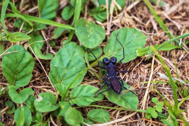 Thelyphonida ya da kırbaç akrebi, ölümcül bir zehri olan akrebe benzeyen dört bacaklı bir böcektir..