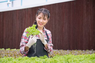 Hidrofonik sebze çiftçileri mutlu bir şekilde gülümsüyor ve sebze çiftliğinde çalışıyorlar. Akıllı tarım bitkisinde bitki yetiştirme hidrofoniği..