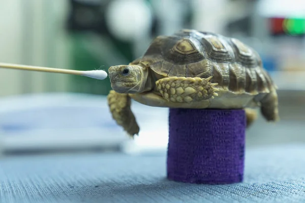 Tartarugas São Animais Estimação Exóticos Sulcata Tartaruga Tartaruga Africana Estão — Fotografia de Stock