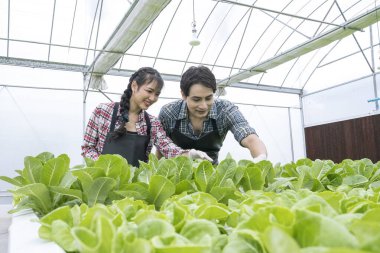 Modern çiftçiler organik sebze seralarında çalışıyorlar. Modern hidroponik sebze tarlalarında kadın ve erkek çiftçiler.