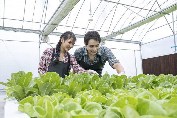 Modern farmers are working in organic vegetable greenhouses. Female and Male farmers in modern hydroponic vegetable fields.