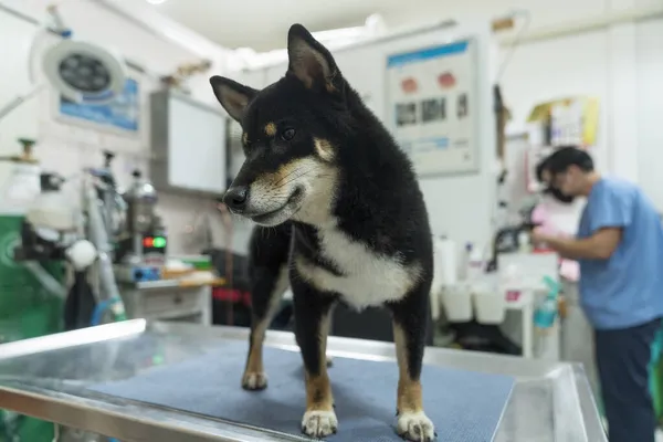 Concept Vétérinaire Vétérinaire Examinant Chiba Inu Chien Les Propriétaires Chiens — Photo