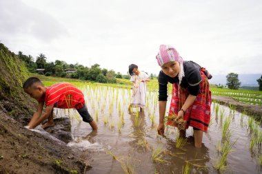 Aile çiftçileri pirinç teraslarında çiftçilik yapıyor. Ban Pa Bong Piang Tayland 'ın en güzel pirinç teraslarına sahip.