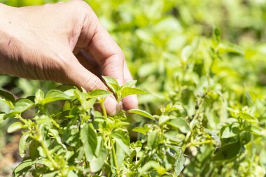 Çiftçinin elleri mahsulü topluyor. Fesleğen. 