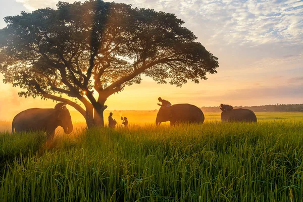 Elefánt Mahout Falusiak Elefánt Faluban Érdemeket Szereznek Ételt Kínálnak Szerzeteseknek — Stock Fotó