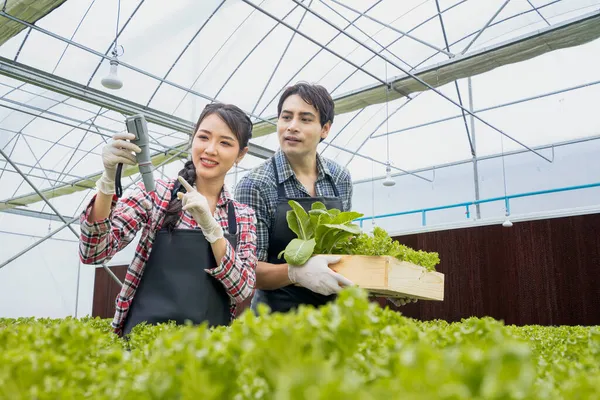 Gazdálkodók Ellenőrzik Hidroponikus Növényi Parcelláik Talaj Vízminőségét Gazdák Hidroponikus Zöldségmintákat — Stock Fotó