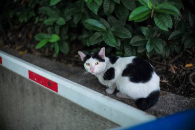 Taipei 'de siyah beyaz kedi tombul..