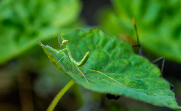 Mantis Rezando Pie Sobre Una Hoja Mantis Religiosa Verde Pie — Foto de Stock