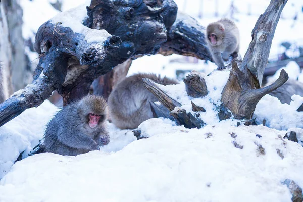 日本雪猴在雪地里寻找食物 日本长野孙猴 — 图库照片