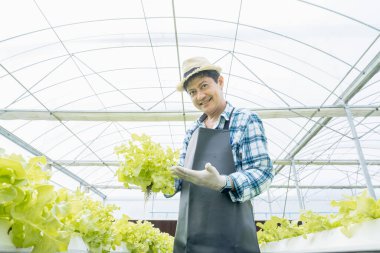 Serada çalışan yaşlı bahçıvan adam. Çiftlikteki gururlu Asyalı erkek çiftçi. modern hidroponik tarım.