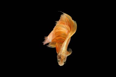 Siyam dövüşen balıkları siyah arka planda izole edilmiş. Balık altın rengi. Siyah arka planda Betta Balığı sarısı. Siyah izole. Metin için boşluk.