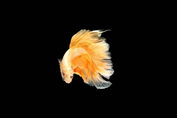 Сиамские Боевые Рыбы Изолированы Черном Фоне Рыбный Золотой Цвет Бетта — стоковое фото