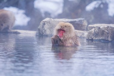 Japon Makaklar Japonya 'nın Nagano şehrinin kaplıcalarında banyo yapıyor..