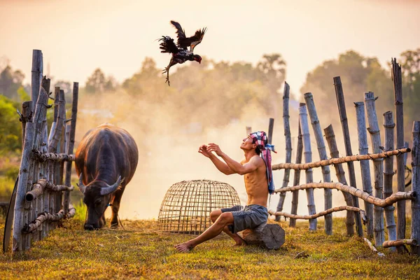 Estilo Vida Conceito Asiático Homem Criar Galo Combate Tailândia Fazendeiro — Fotografia de Stock