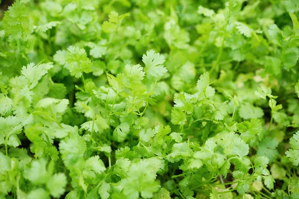 Organik sebze tarlasında kişniş 