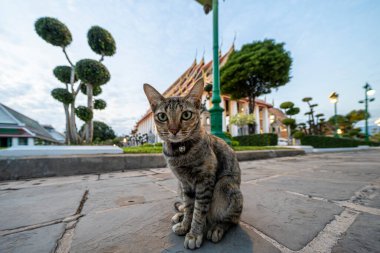 Local asian cat lying in temple of Bangkok Thailand.