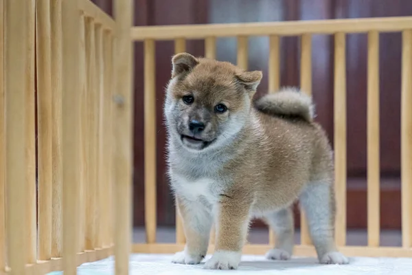 Shiba Inu Puppies Small Wooden Kennel — стоковое фото