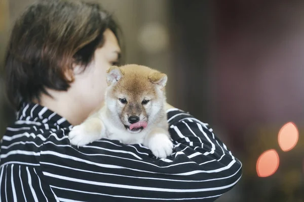 Young Woman Holding Red Brown Shiba Inu Puppy — стоковое фото