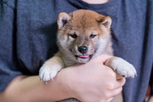 Girl Holding Shiba Inu Puppy Asian Girl Gets Cute Shiba — Foto Stock