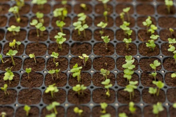 Germes Laitue Dans Une Parcelle Légumes Biologiques — Photo