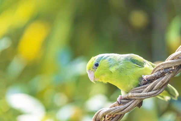 Pequeno Papagaio Forpus Empoleirado Uma Videira Papagaio Forpus Passerinus Empoleirado — Fotografia de Stock