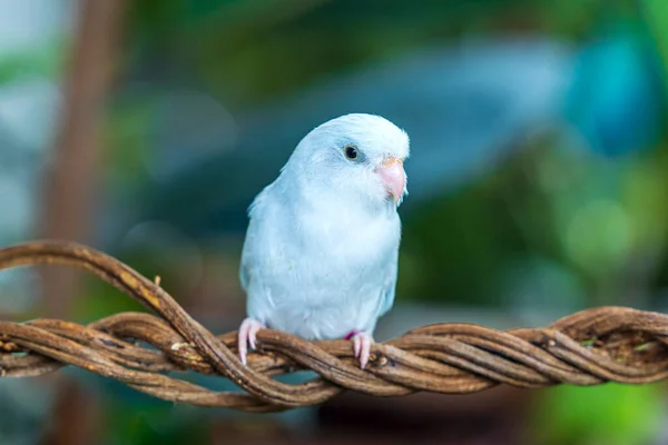 Pequeno Papagaio Forpus Empoleirado Uma Videira Papagaio Forpus Passerinus Empoleirado — Fotografia de Stock