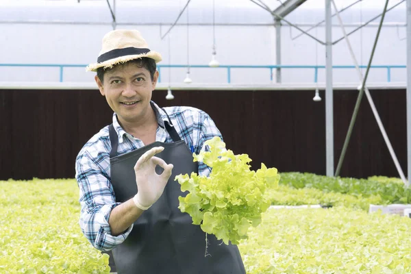 Egy Ember Aki Friss Zöldséget Tart Üvegházban Ázsiai Gazdák Hidroponikus — Stock Fotó