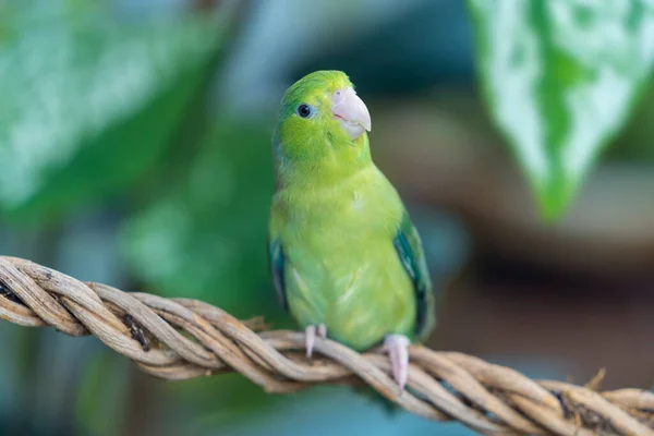 Papagaio Verde Empoleirado Uma Videira Papagaio Forpus Passerinus Empoleirado Ramo — Fotografia de Stock