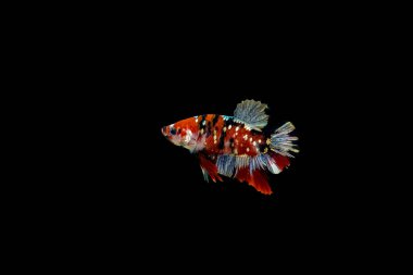 Siyam dövüşen balıkları siyah arka planda izole edilmiş. Balık rengi. Siyah izole. Metin için boşluk.