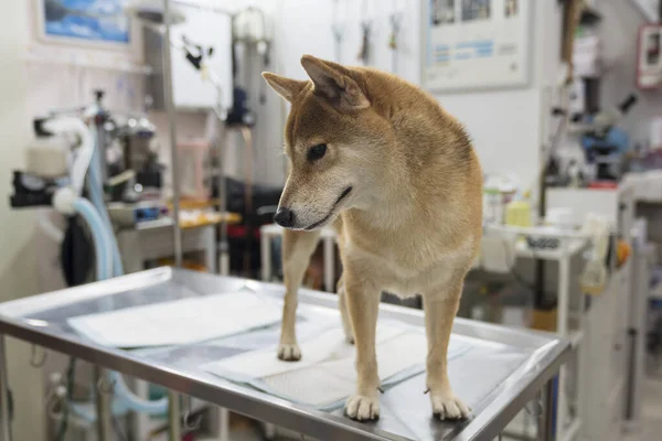 Conceito Veterinário Veterinário Examinando Shiba Inu Cão Donos Cães Levam — Fotografia de Stock