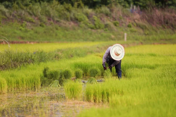 有機アジアの稲作農家 農家は雨季に米を栽培する 田んぼを畑に植える女性農家 — ストック写真