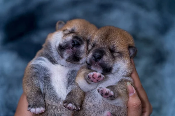 Primer Plano Cachorro Shiba Inu Recién Nacido Dos Perros Shiba — Foto de Stock