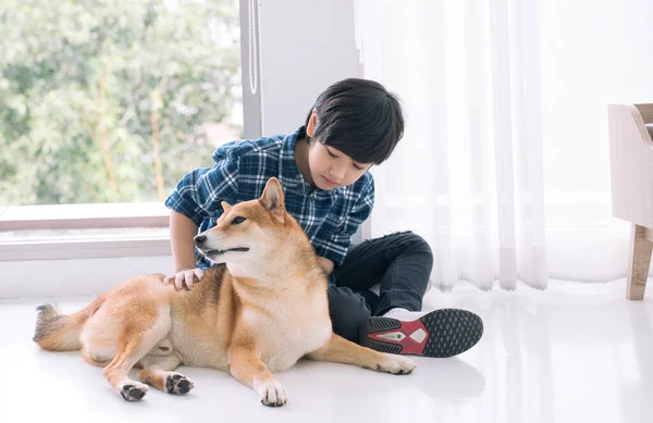 Chlapec Hrající Shiba Inu Bytě Roztomilý Asijské Chlapec Hrát Shiba — Stock fotografie