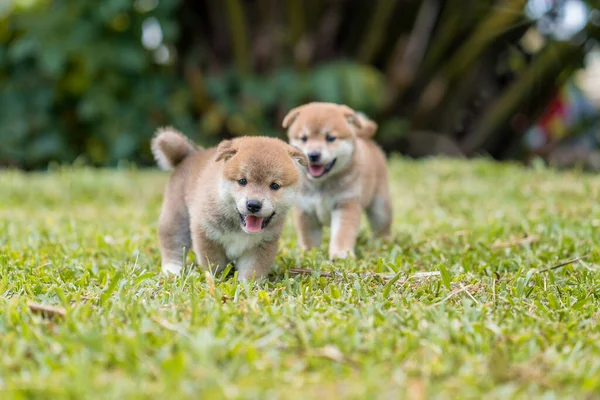 Shiba Inu köpek yavrusu çimenlerde oynuyor. Puppy Shiba Inu parkta oynuyor..