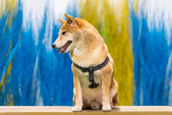 Pies Shiba Inu Kolorowym Kwiatem Pies Polu Kolorowych Łąk Pies — Zdjęcie stockowe