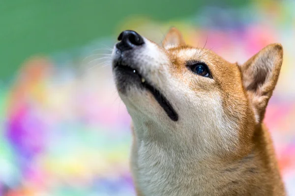 Shiba Inu Собака Красочными Шариками Собака Поле Красочных Цветов — стоковое фото