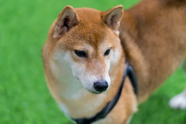 日本の犬 芝犬の芝生の上で 芝牧草地の犬 — ストック写真