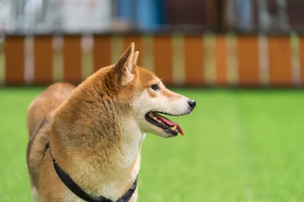 Japon Köpeği Shiba Inu Köpeği Çimlerin Üzerinde Shiba Çayırdaki Köpek — Stok fotoğraf