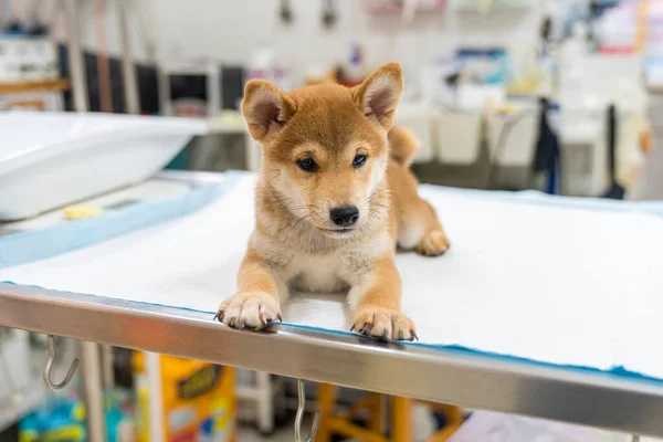 Veterinärbegrepp Veterinär Undersöker Valpen Shiba Inu Hund Kontrollera Kroppen Med — Stockfoto