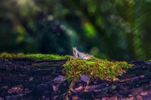 Flower Mantis Defense Praying Mantis Walking Log Forest Thailand — 스톡 사진