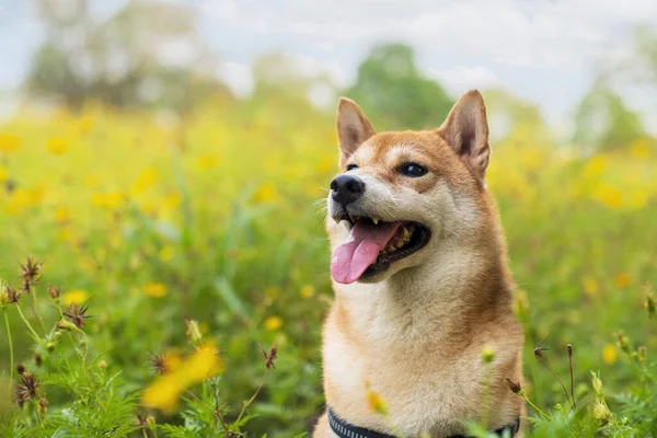 Japanese Dog Shiba Inu Dog Colorful Flower Dog Field Colorful — Stock Fotó