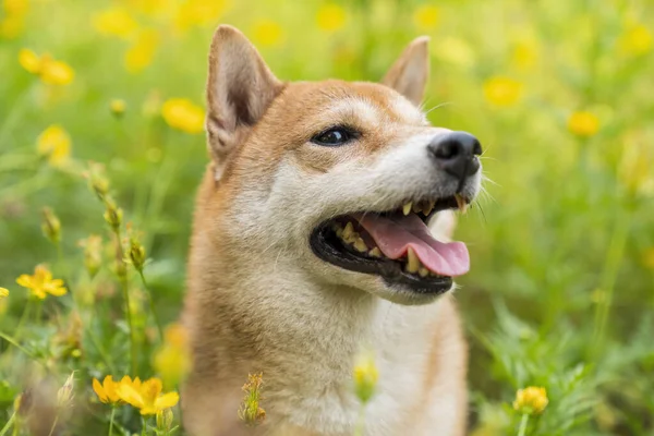 Japanese Dog Shiba Inu Dog Colorful Flower Dog Field Colorful — Stockfoto